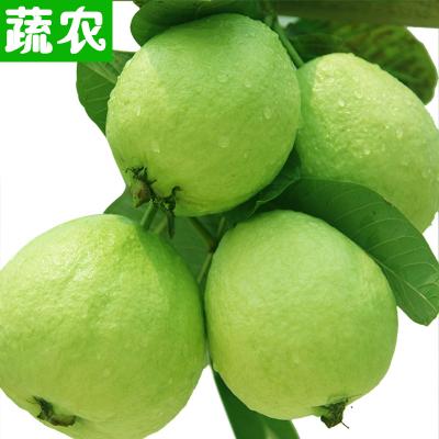 現(xiàn)摘芭樂(lè) 番石榴臺(tái)灣珍珠芭樂(lè)
